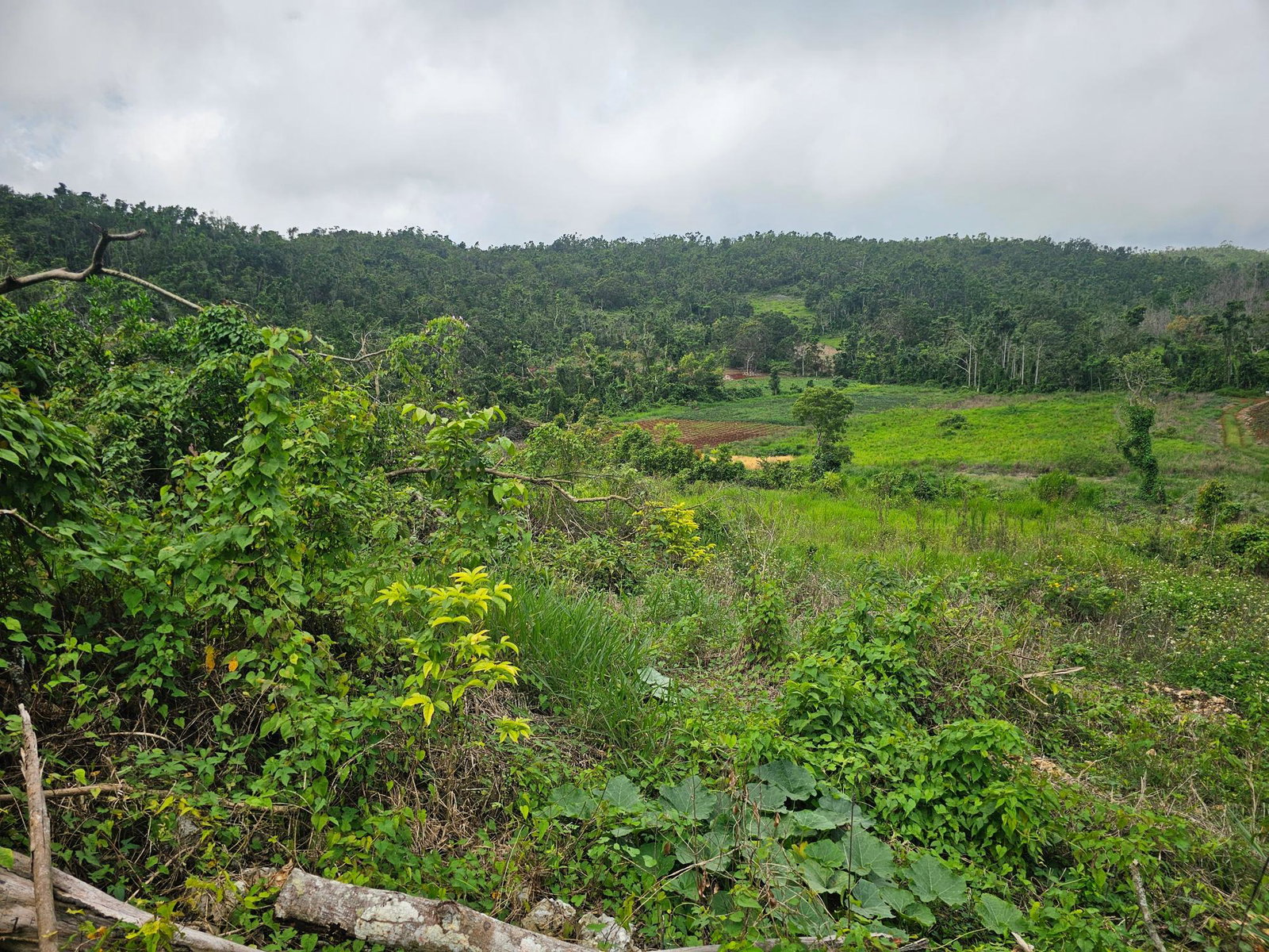 First image of Knapdale in Knapdale, St. Ann, Jamaica - property is For Sale