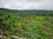 First image of Knapdale in Knapdale, St. Ann, Jamaica - property is For Sale
