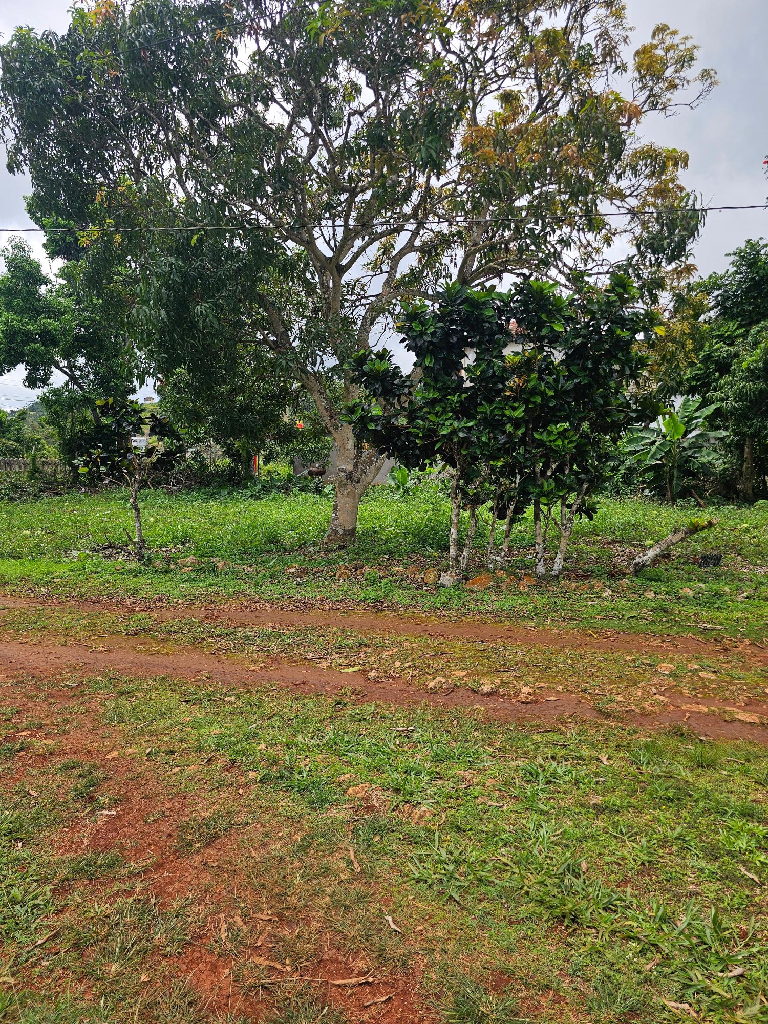 Tenth image of Knapdale in Knapdale, St. Ann, Jamaica - property is For Sale