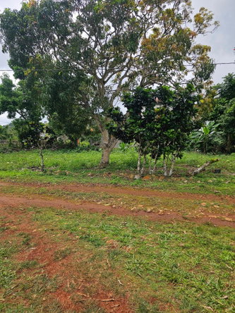 Tenth image of Knapdale in Knapdale, St. Ann, Jamaica - property is For Sale