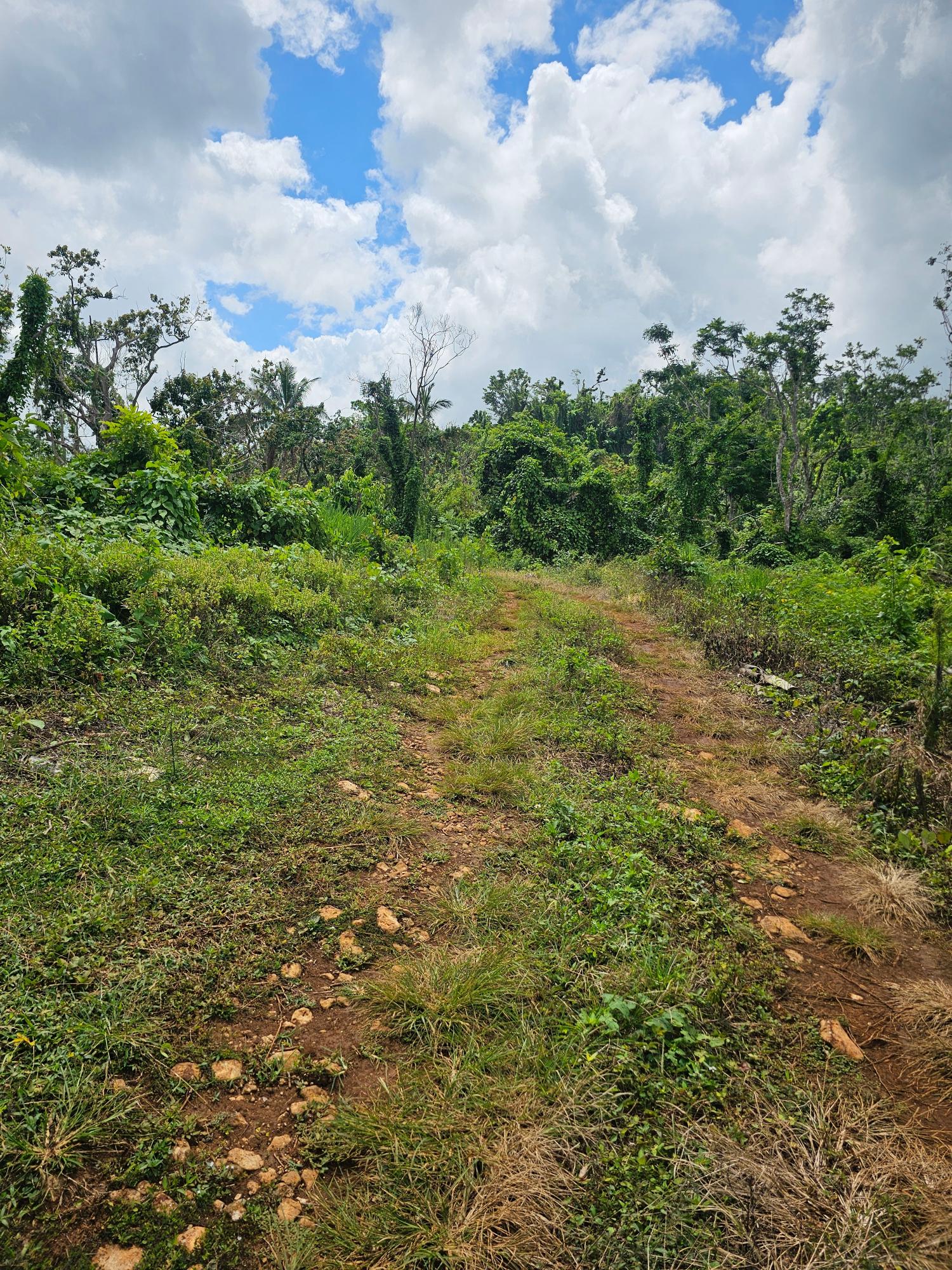 Ninth image of Knapdale in Knapdale, St. Ann, Jamaica - property is For Sale