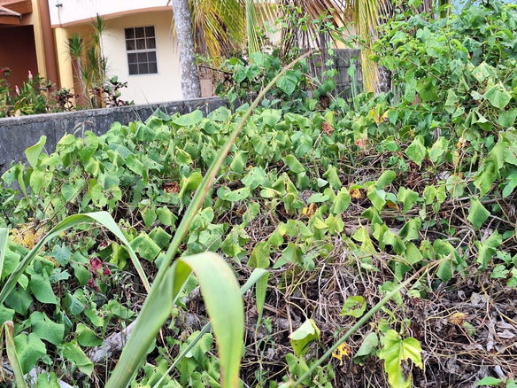 First image of 11 Armour Close in Kingston 9, St. Andrew, Jamaica - property is For Sale