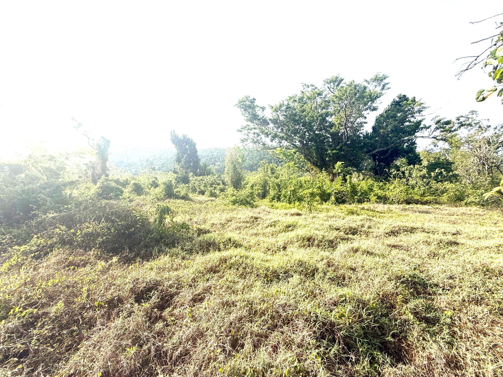 Sixth image of Wiltshire in Duncans, Trelawny, Jamaica - property is For Sale