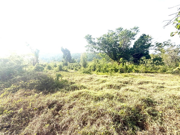 Sixth image of Wiltshire in Duncans, Trelawny, Jamaica - property is For Sale