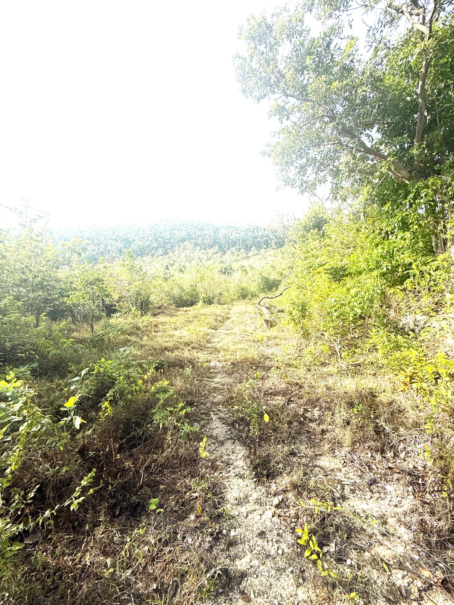 Seventh image of Wiltshire in Duncans, Trelawny, Jamaica - property is For Sale