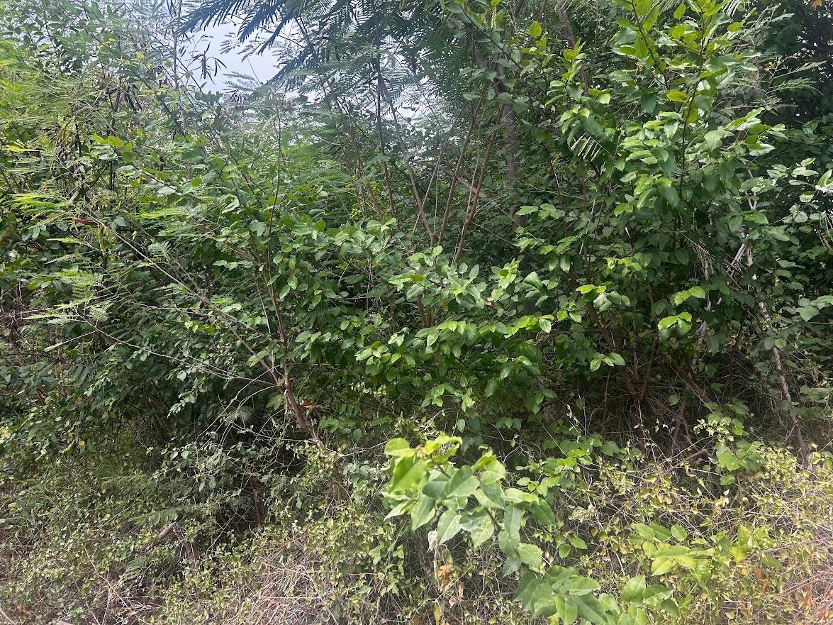 First image of Lot 9 Albion Estate, St. Thomas in Albion Estate, St. Thomas, Jamaica - property is For Sale