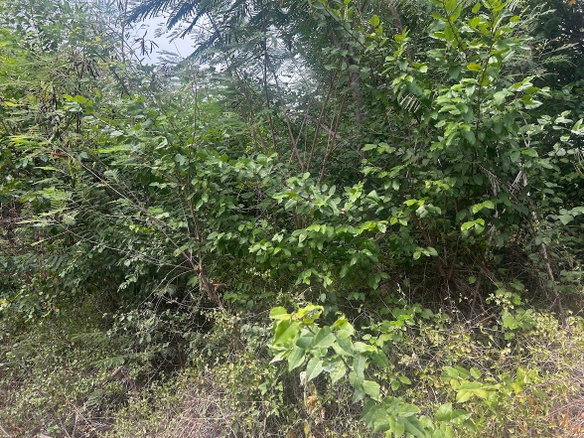 First image of Lot 9 Albion Estate, St. Thomas in Albion Estate, St. Thomas, Jamaica - property is For Sale