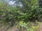 First image of Lot 9 Albion Estate, St. Thomas in Albion Estate, St. Thomas, Jamaica - property is For Sale
