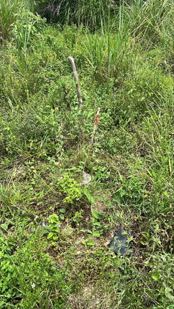 Second image of 1-2 Torrington Strathbogie in SAVANNA LA MAR, Westmoreland, Jamaica - property is For Sale