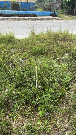 Third image of 1-2 Torrington Strathbogie in SAVANNA LA MAR, Westmoreland, Jamaica - property is For Sale