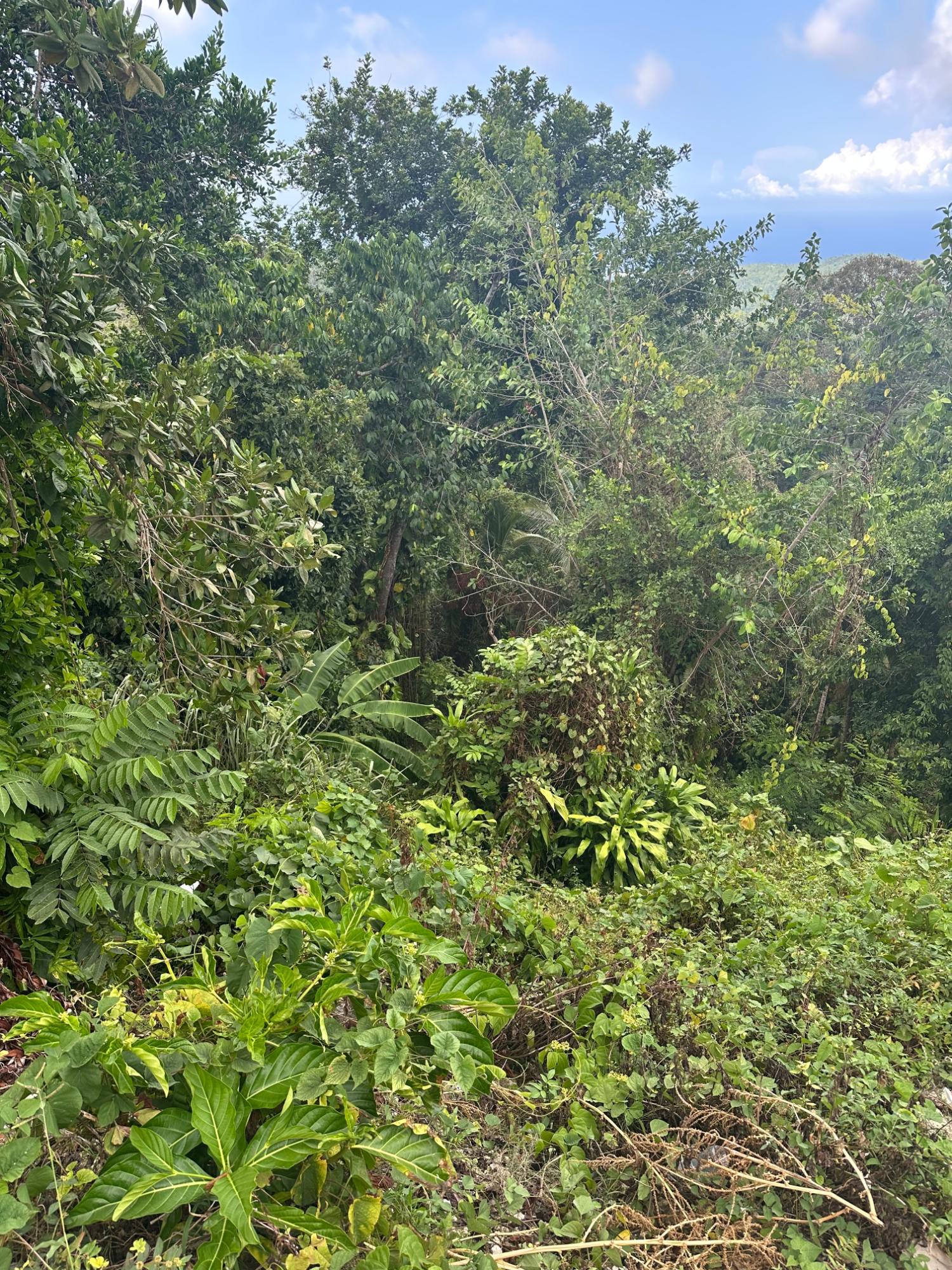 Tenth image of 23 Content Pen, Lime Hall in Lime Hall, St. Ann, Jamaica - property is For Sale