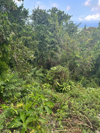 Tenth image of 23 Content Pen, Lime Hall in Lime Hall, St. Ann, Jamaica - property is For Sale