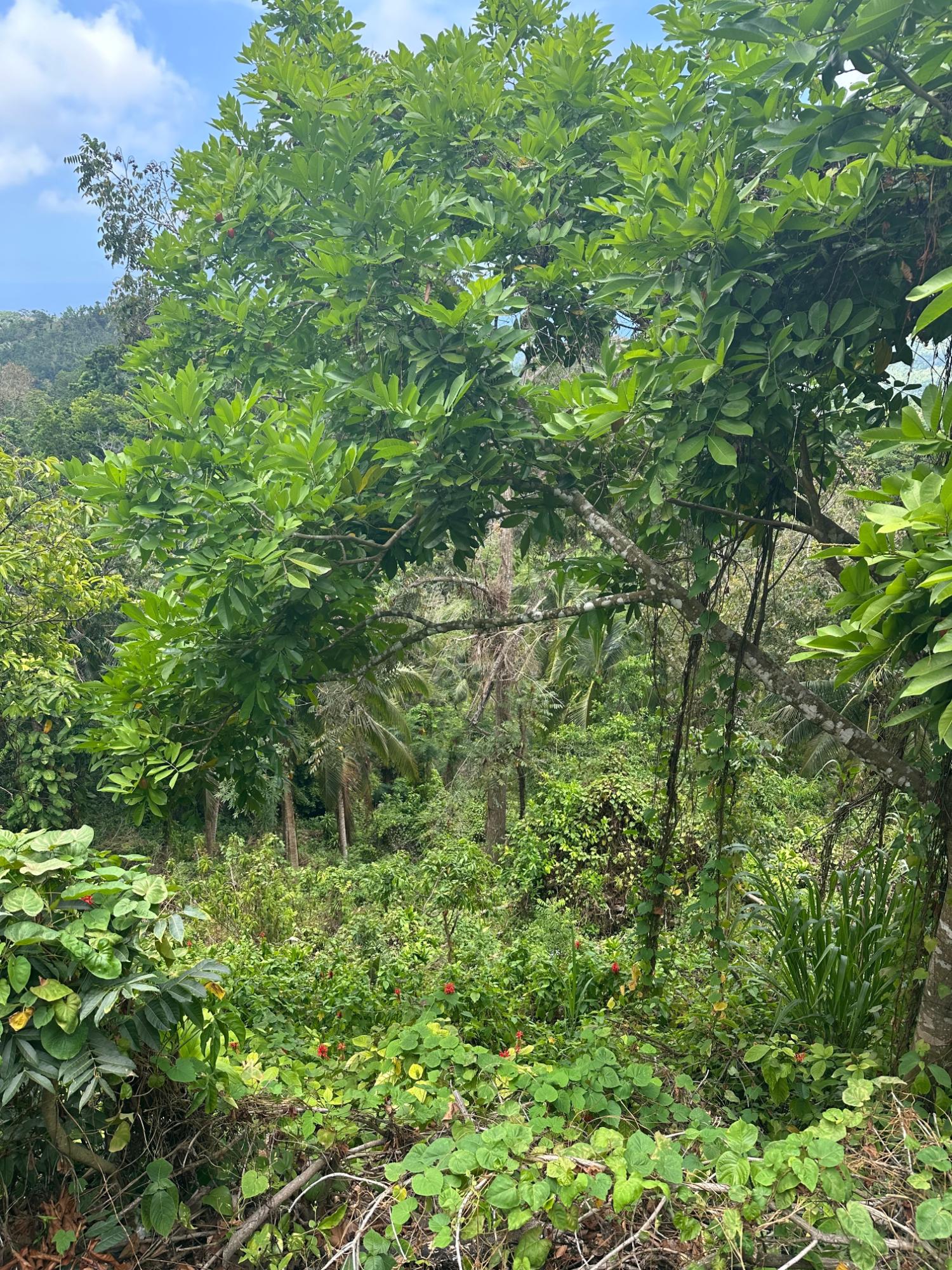 Eighth image of 23 Content Pen, Lime Hall in Lime Hall, St. Ann, Jamaica - property is For Sale