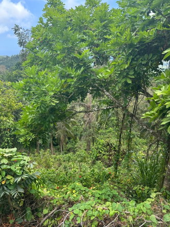 Eighth image of 23 Content Pen, Lime Hall in Lime Hall, St. Ann, Jamaica - property is For Sale