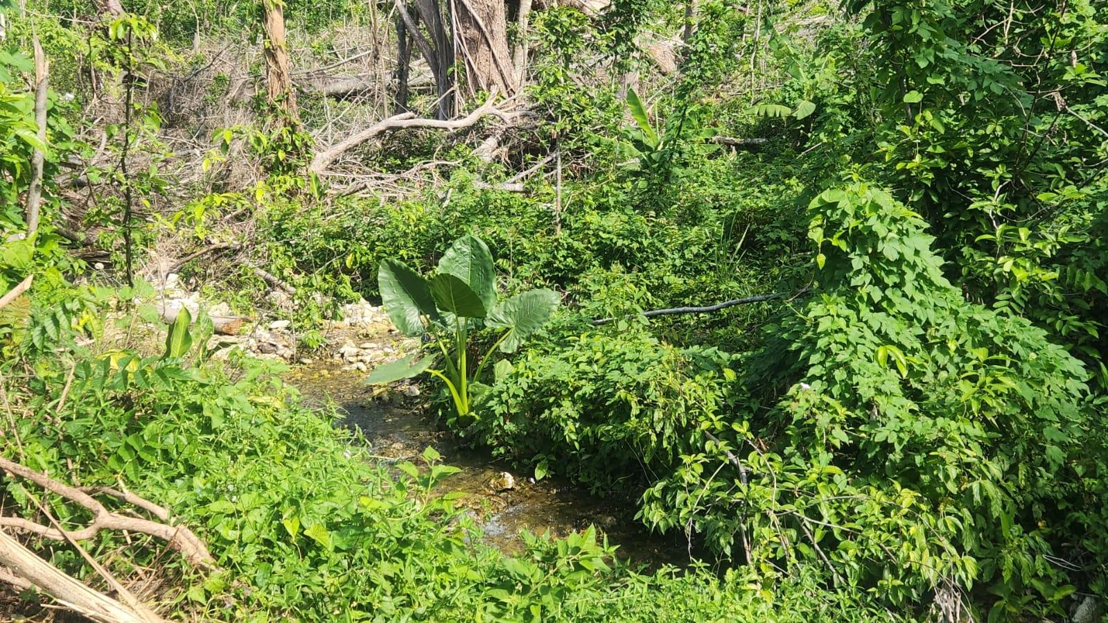 Second image of Lot # 12 Bluefields, Westmoreland in Bluefields, Westmoreland, Jamaica - property is For Sale