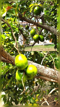 Thirtieth image of 104 Tripoli Drive in Runaway Bay, St. Ann, Jamaica - property is For Sale