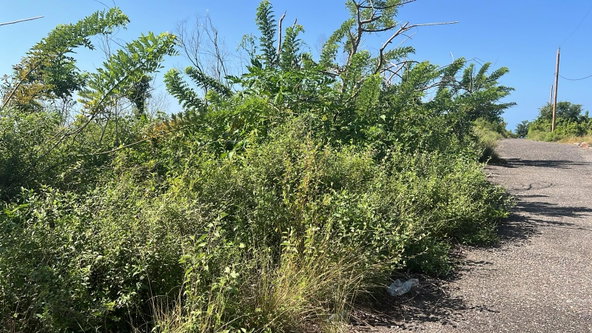 Fourth image of Lot 190 Culloden in WHITEHOUSE, Westmoreland, Jamaica - property is For Sale