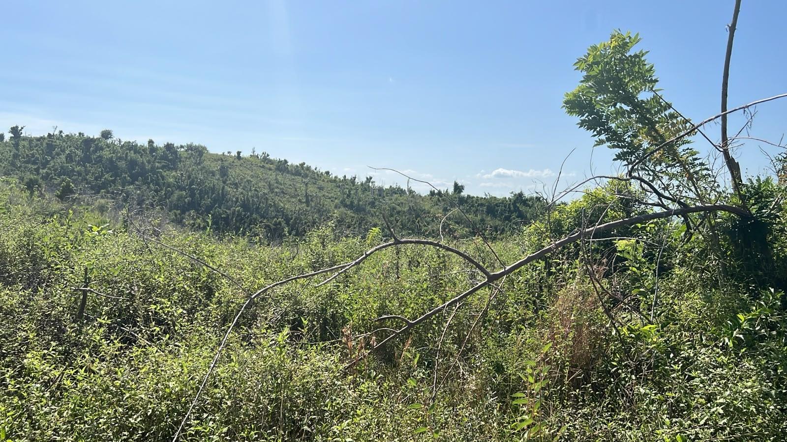 Sixth image of Lot 190 Culloden in WHITEHOUSE, Westmoreland, Jamaica - property is For Sale