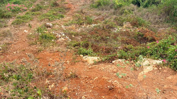 Seventh image of Lot 750 Livingston Road in Green Acres, St. Catherine, Jamaica - property is For Sale