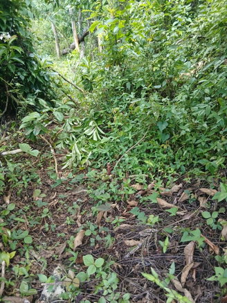 First image of 166a Haughton Grove in Ramble, Hanover, Jamaica - property is For Rent