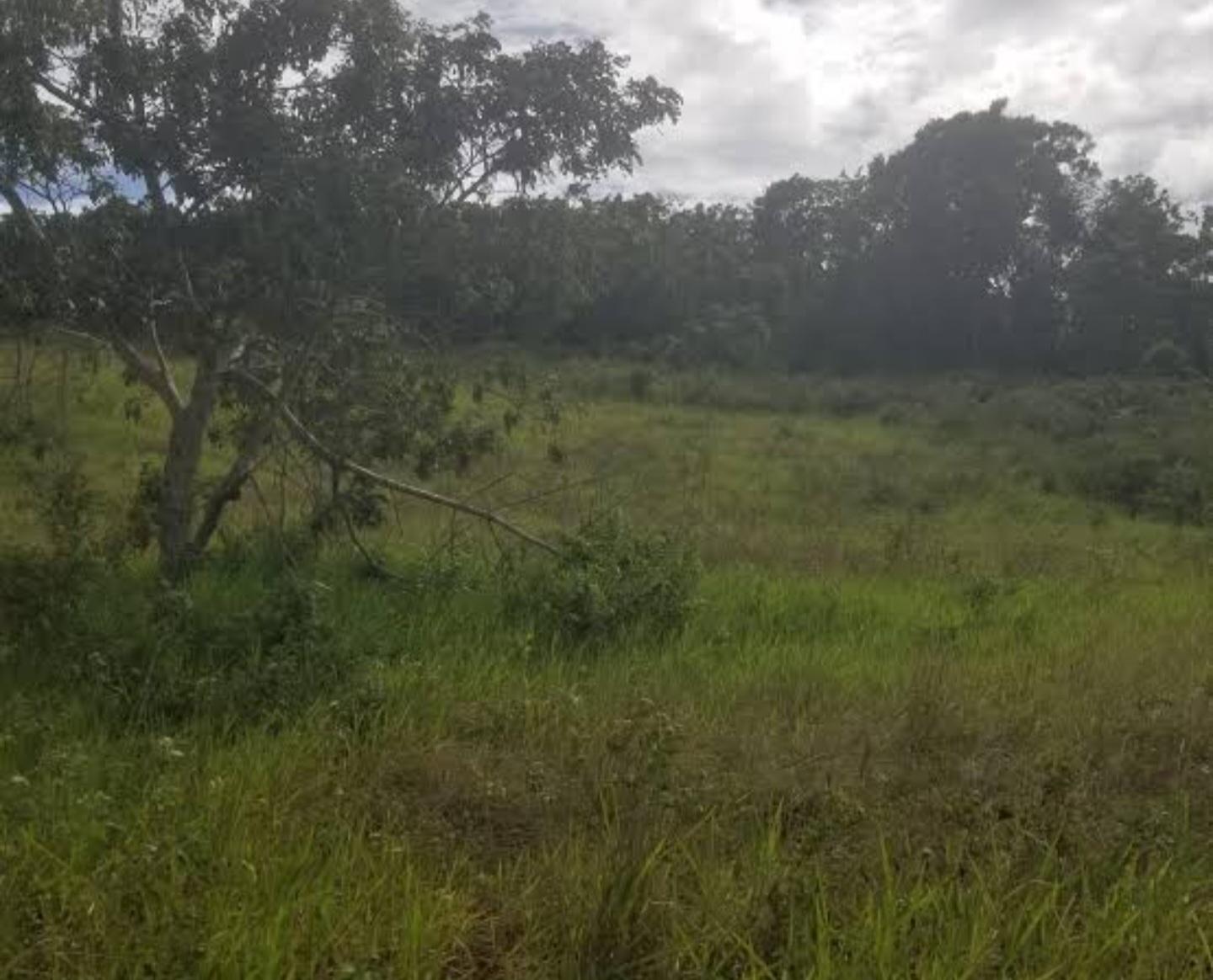 Fourth image of 213 Newark Grove in Spur Tree, Manchester, Jamaica - property is For Sale