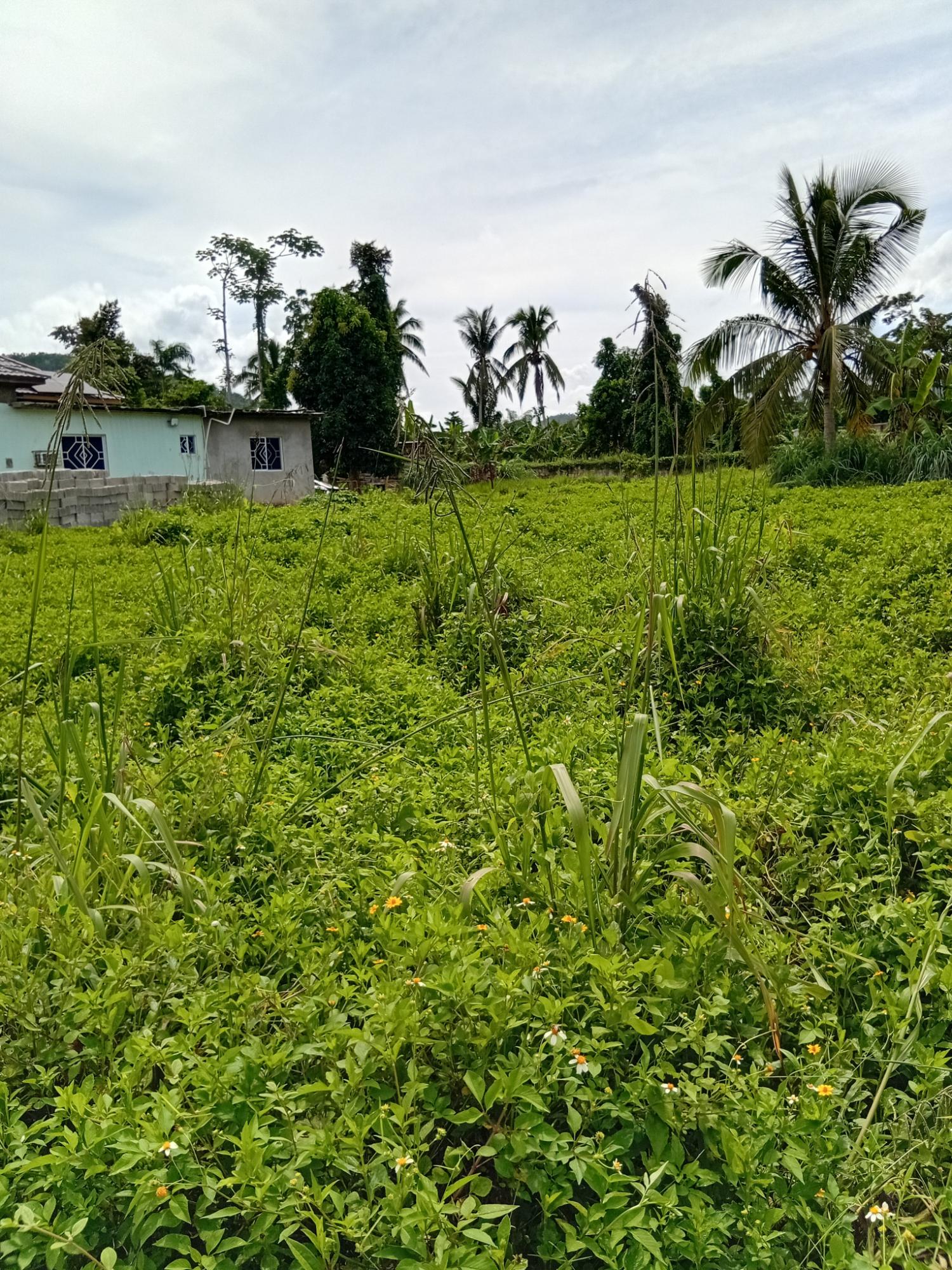 Sixth image of Doman Pasture in Deeside, Trelawny, Jamaica - property is For Sale