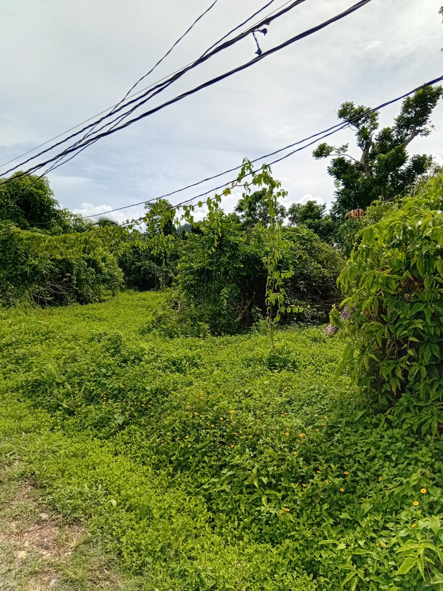 Fourth image of Doman Pasture in Deeside, Trelawny, Jamaica - property is For Sale
