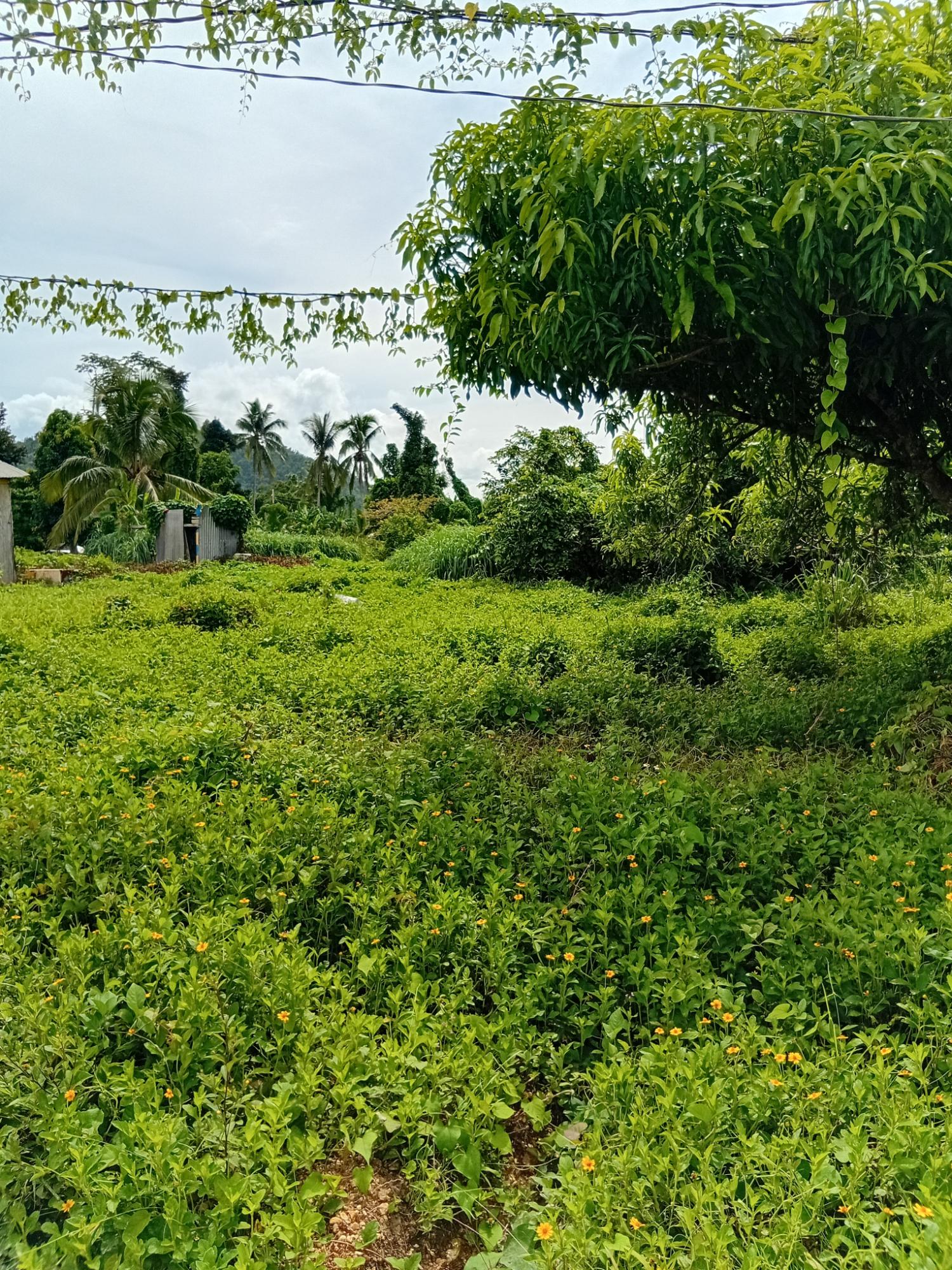 Fifth image of Doman Pasture in Deeside, Trelawny, Jamaica - property is For Sale