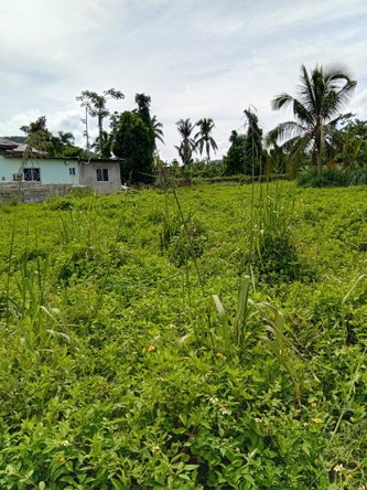 Sixth image of Doman Pasture in Deeside, Trelawny, Jamaica - property is For Sale