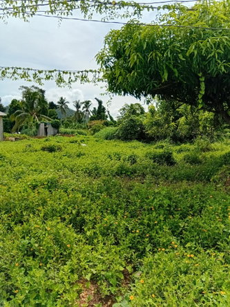 Fifth image of Doman Pasture in Deeside, Trelawny, Jamaica - property is For Sale