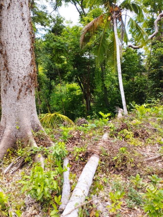 Third image of Lot 50 Deveronside, Chester Dis in Chester, St. Ann, Jamaica - property is For Sale