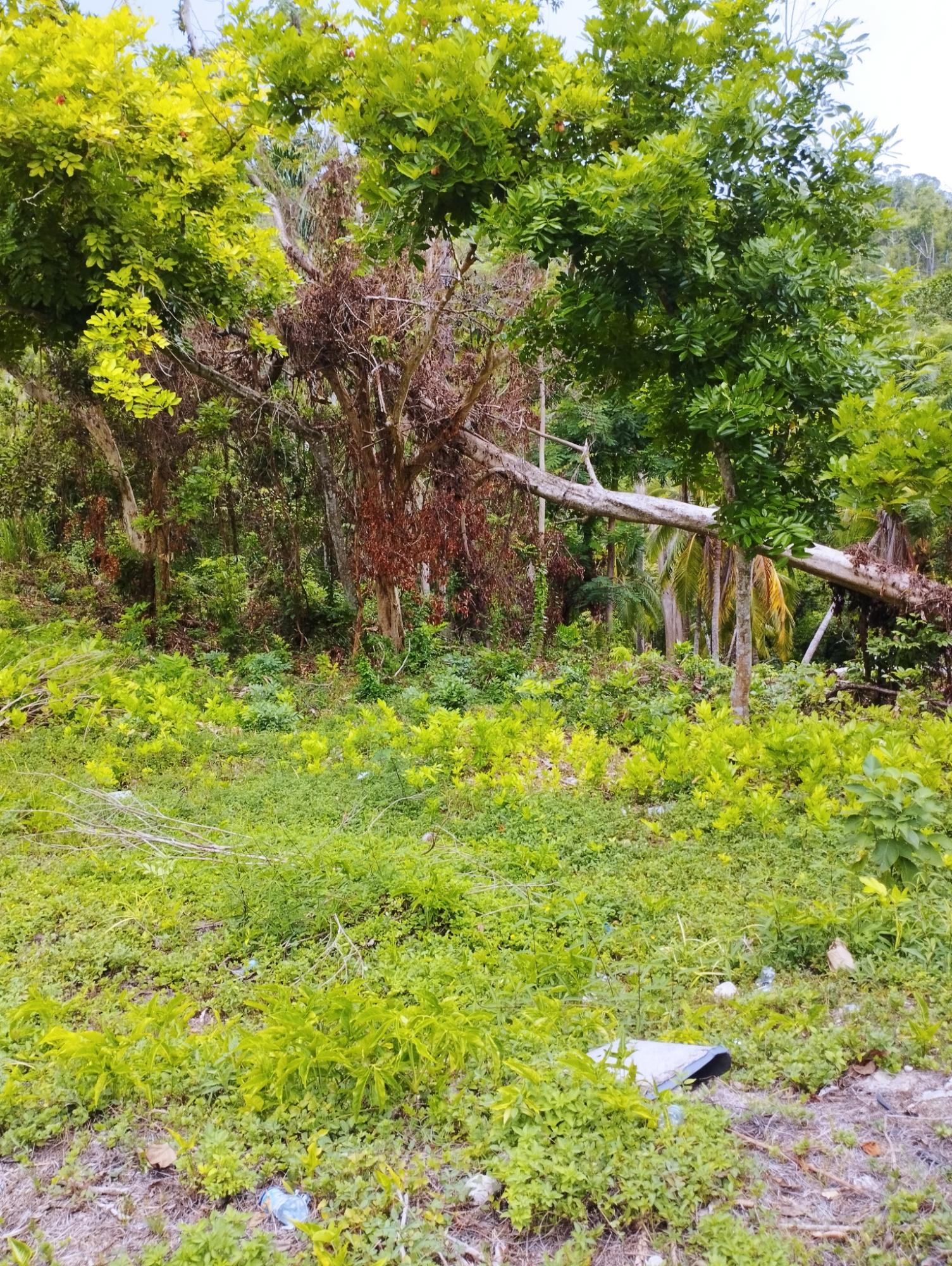 Fourth image of Lot 50 Deveronside, Chester Dis in Chester, St. Ann, Jamaica - property is For Sale