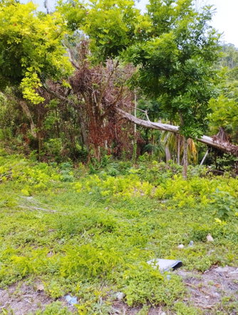 Fourth image of Lot 50 Deveronside, Chester Dis in Chester, St. Ann, Jamaica - property is For Sale