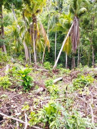 Sixth image of Lot 50 Deveronside, Chester Dis in Chester, St. Ann, Jamaica - property is For Sale