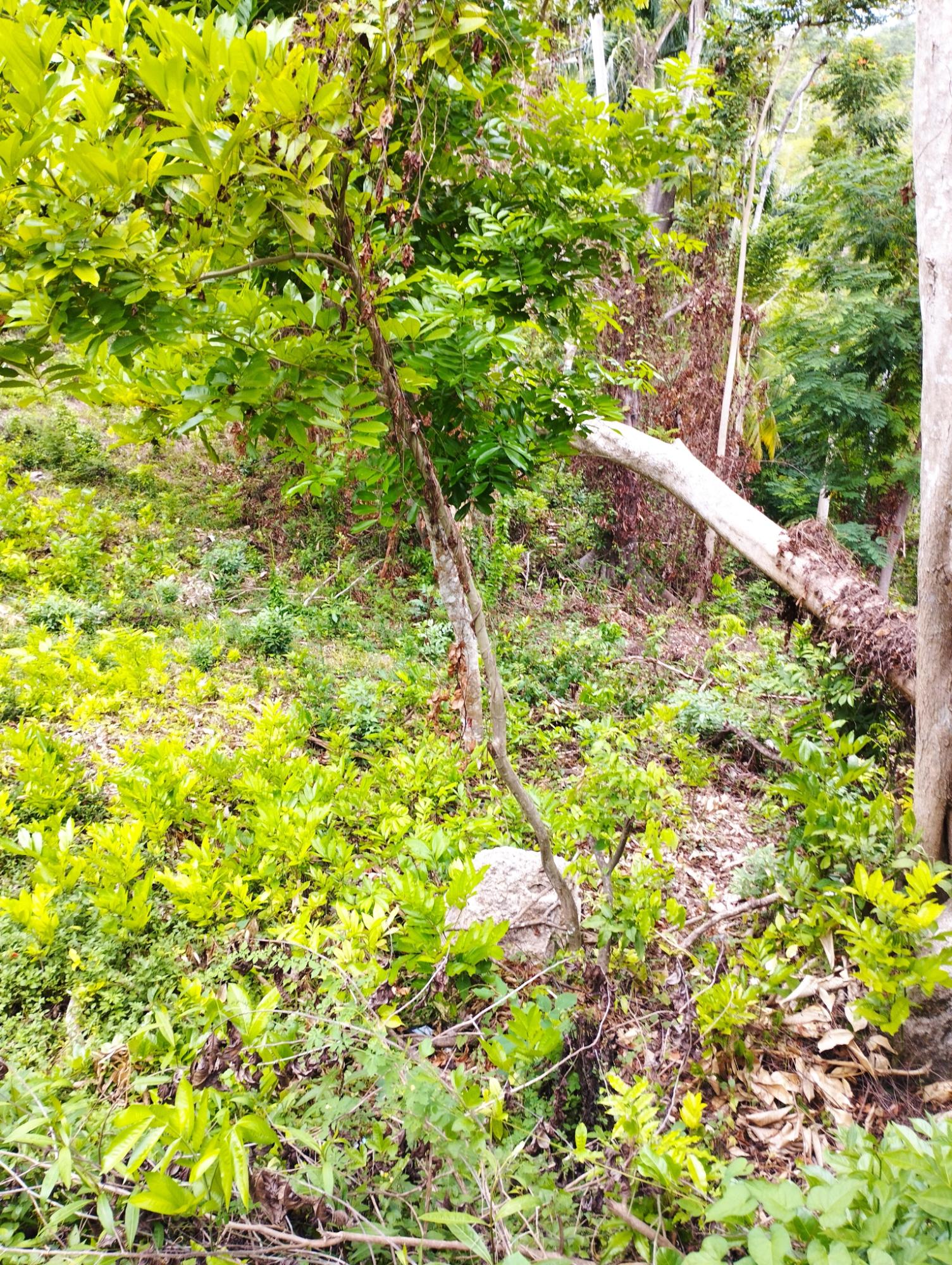 Seventh image of Lot 50 Deveronside, Chester Dis in Chester, St. Ann, Jamaica - property is For Sale