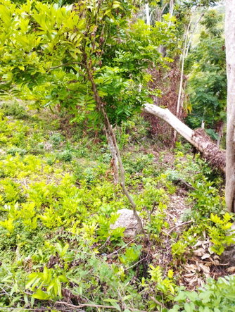 Seventh image of Lot 50 Deveronside, Chester Dis in Chester, St. Ann, Jamaica - property is For Sale