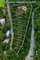 First image of Lot 2- Rio Nuevo Commercial Estate in Spring Valley, St. Mary, Jamaica - property is For Rent