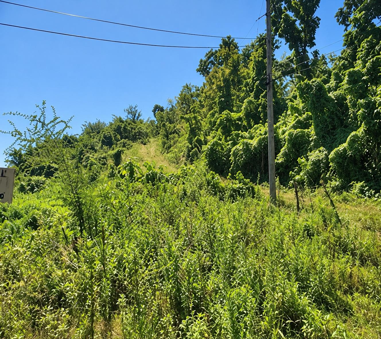 Fourth image of Sheffield in SHEFFIELD, Westmoreland, Jamaica - property is For Sale