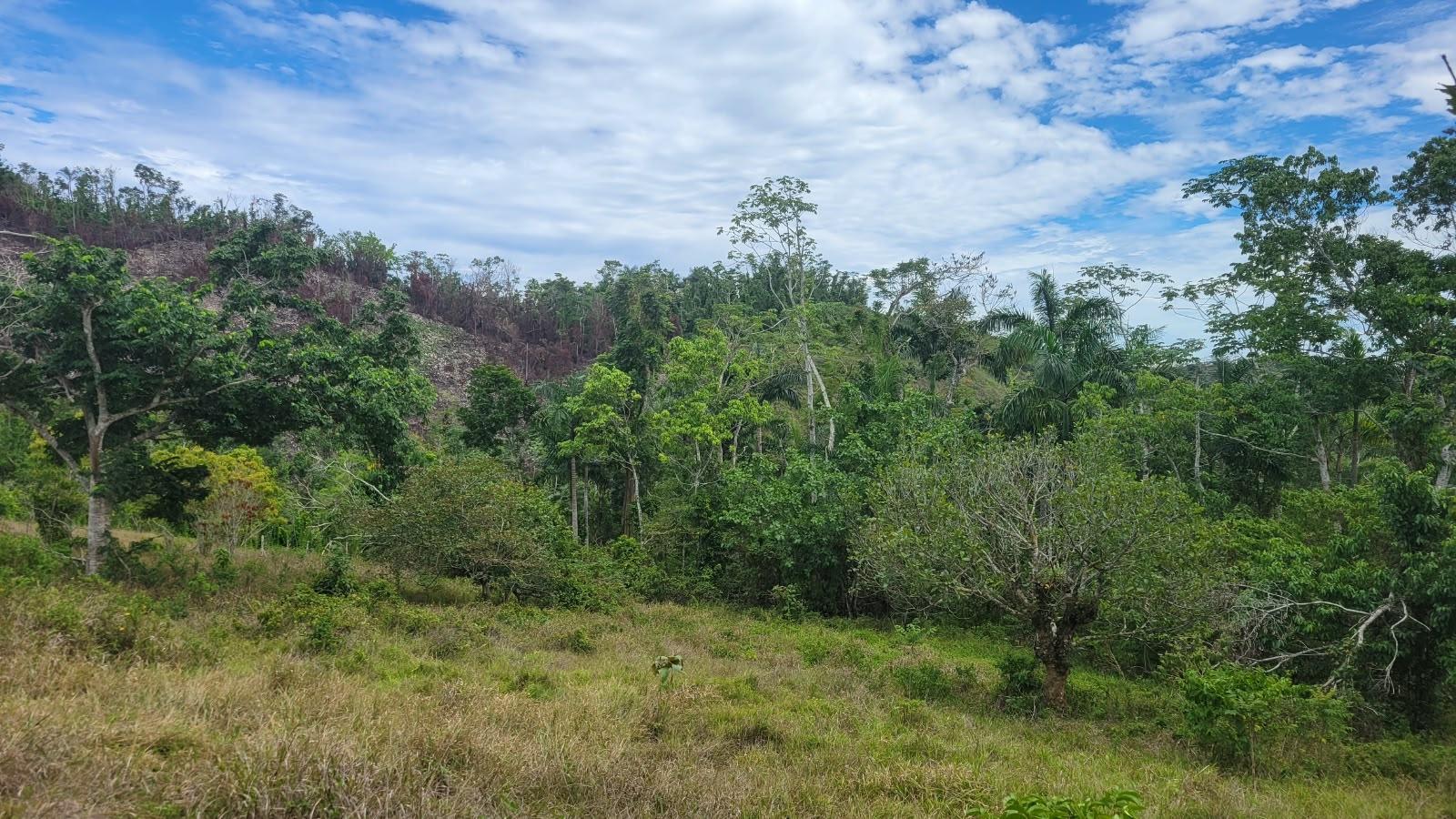 Eighth image of Lot 2 Mammee Ridge, Lime Hall in Lime Hall, St. Ann, Jamaica - property is For Sale
