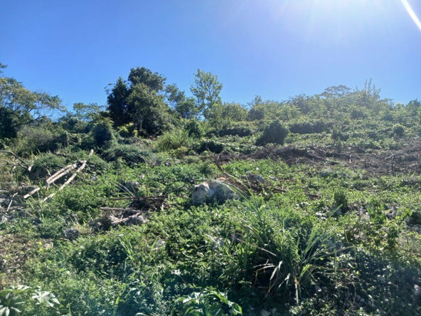 Fourth image of Land Part of Greenvale pe in MILE GULLY, Manchester, Jamaica - property is For Sale