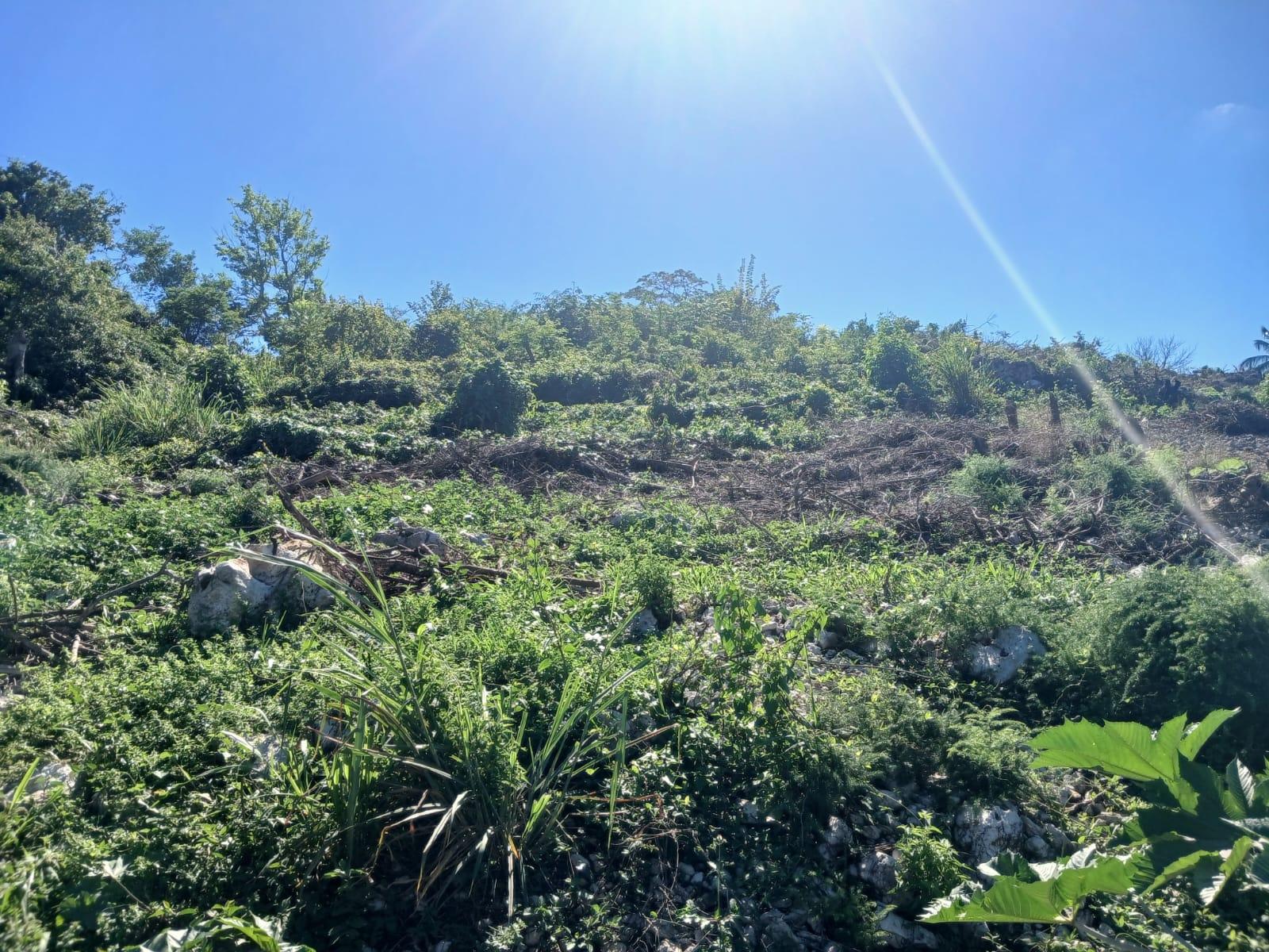 Fifth image of Land Part of Greenvale pe in MILE GULLY, Manchester, Jamaica - property is For Sale