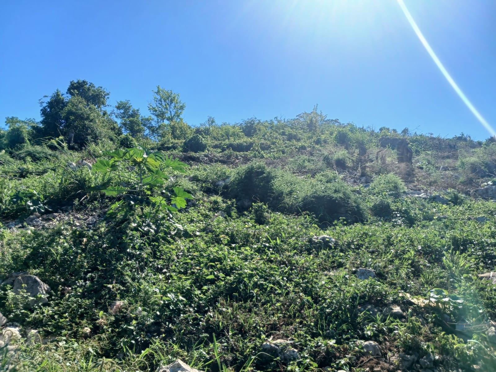 Seventh image of Land Part of Greenvale pe in MILE GULLY, Manchester, Jamaica - property is For Sale