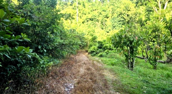 First image of Tom's Hope in Toms Hope, Portland, Jamaica - property is For Sale