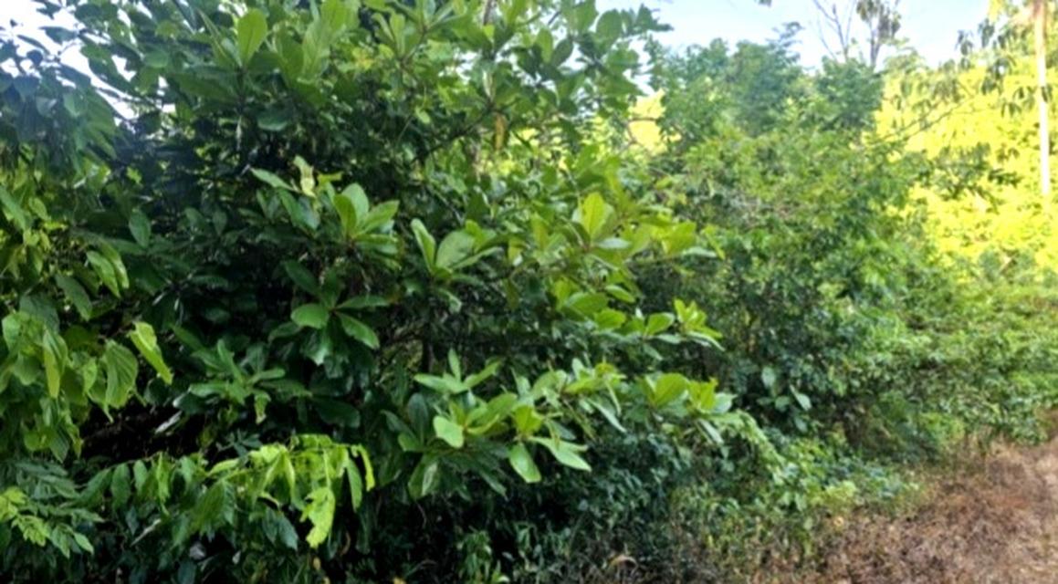 Second image of Tom's Hope in Toms Hope, Portland, Jamaica - property is For Sale