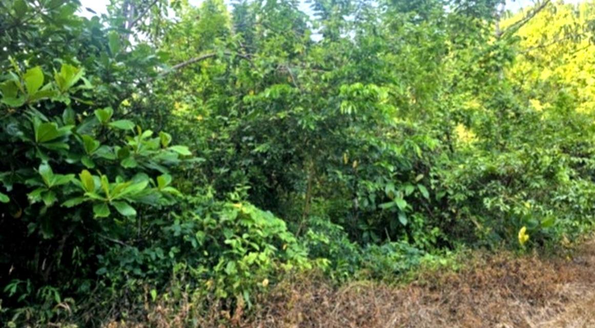 Third image of Tom's Hope in Toms Hope, Portland, Jamaica - property is For Sale