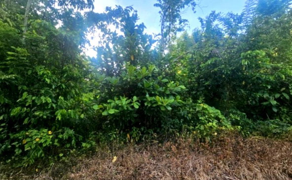 Fourth image of Tom's Hope in Toms Hope, Portland, Jamaica - property is For Sale