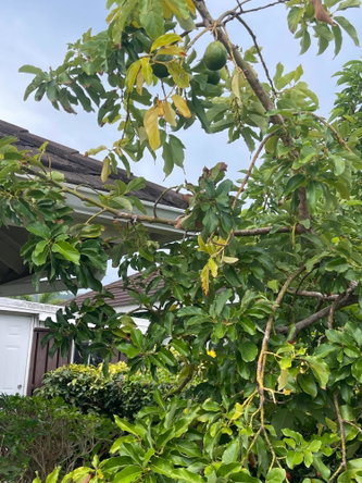 Thirtieth image of 437 Cool Shade in Laughlands, St. Ann, Jamaica - property is For Rent