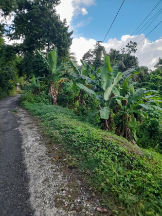 First image of Lot #45 Red Hassell in Port Antonio, Portland, Jamaica - property is For Sale