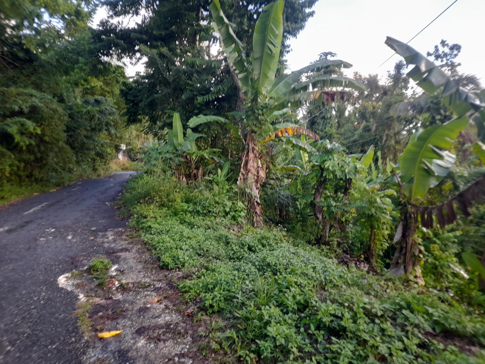 Second image of Lot #45 Red Hassell in Port Antonio, Portland, Jamaica - property is For Sale