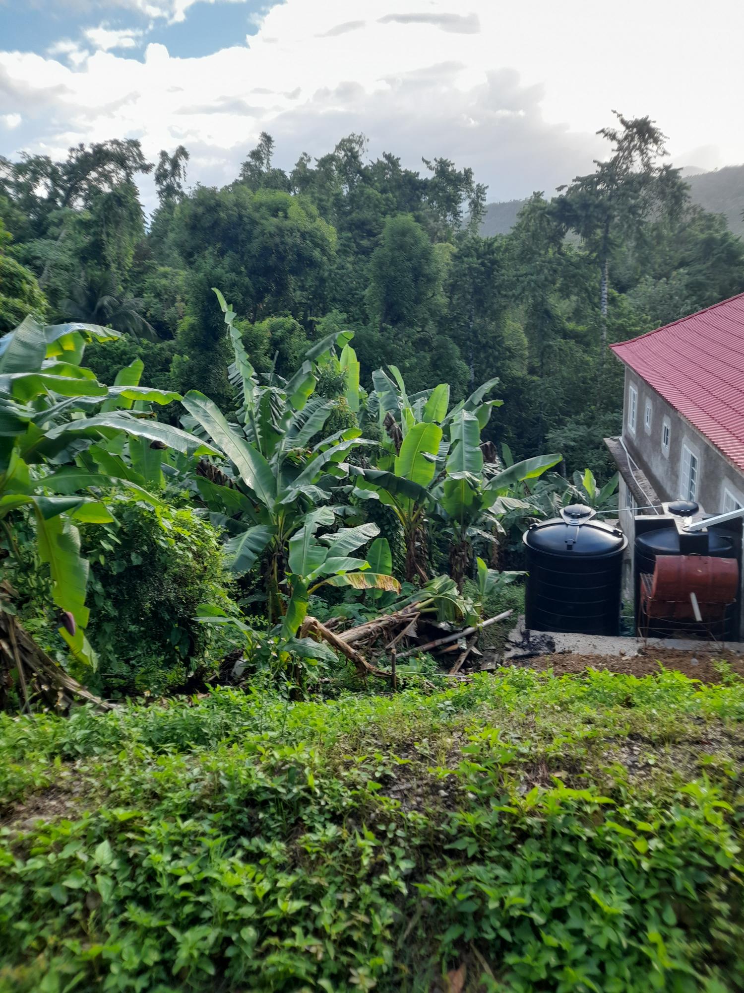 Third image of Lot #45 Red Hassell in Port Antonio, Portland, Jamaica - property is For Sale